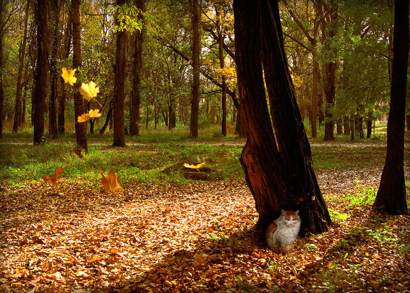 Cat under Tree