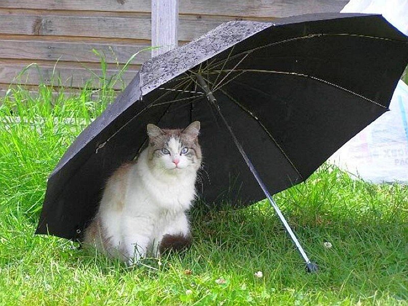 Cat under Umbrella