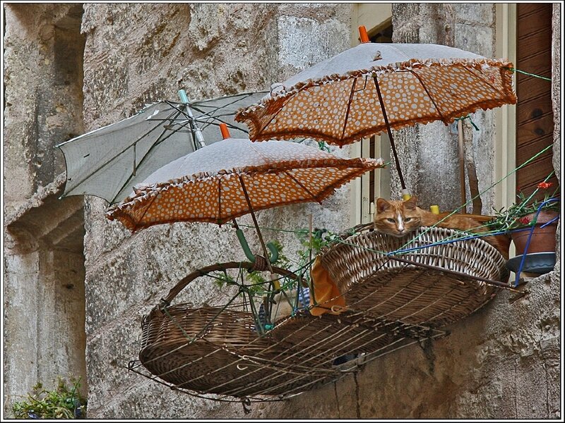 Cat under umbrellas on balcony