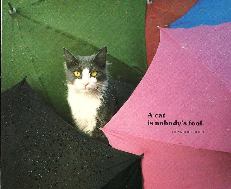 Cat under Umbrellas