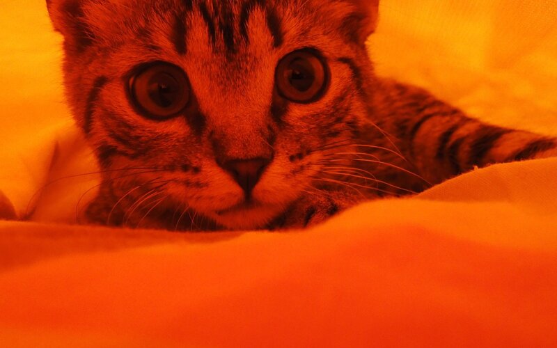 cat under warm blanket