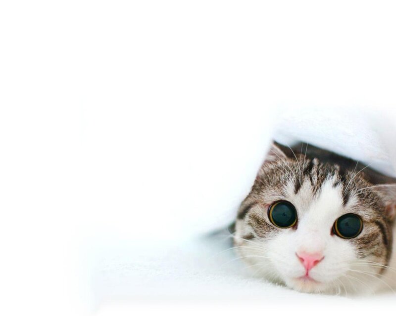 Cat under White Blanket — Calm