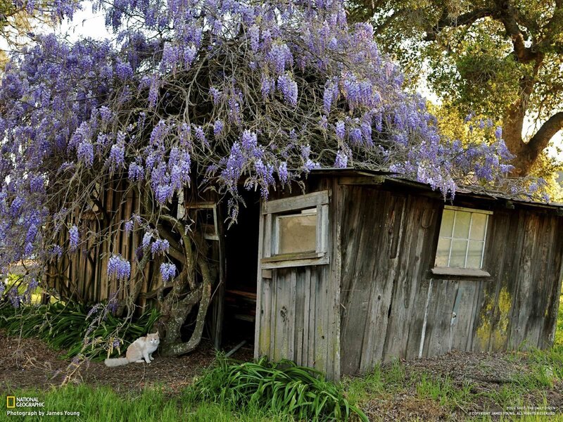 Cat under wisteria-covered shed