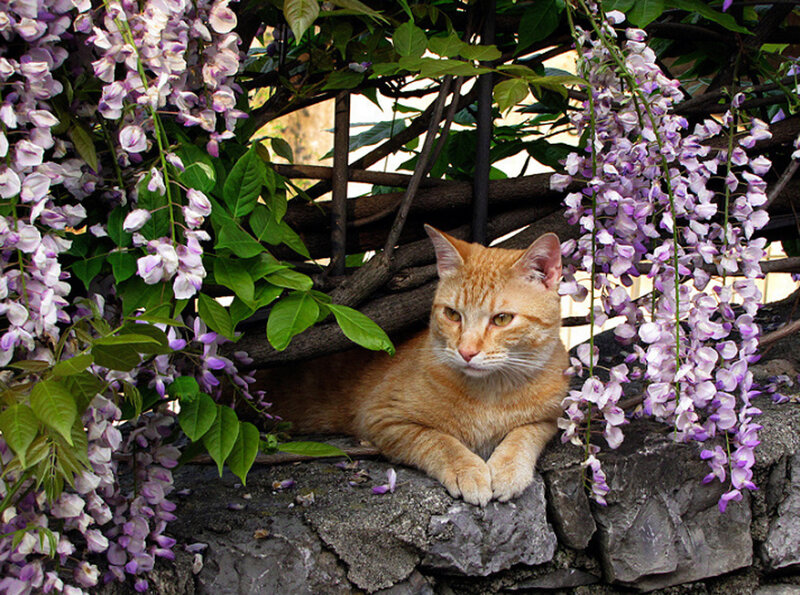 Cat under wisteria flowers