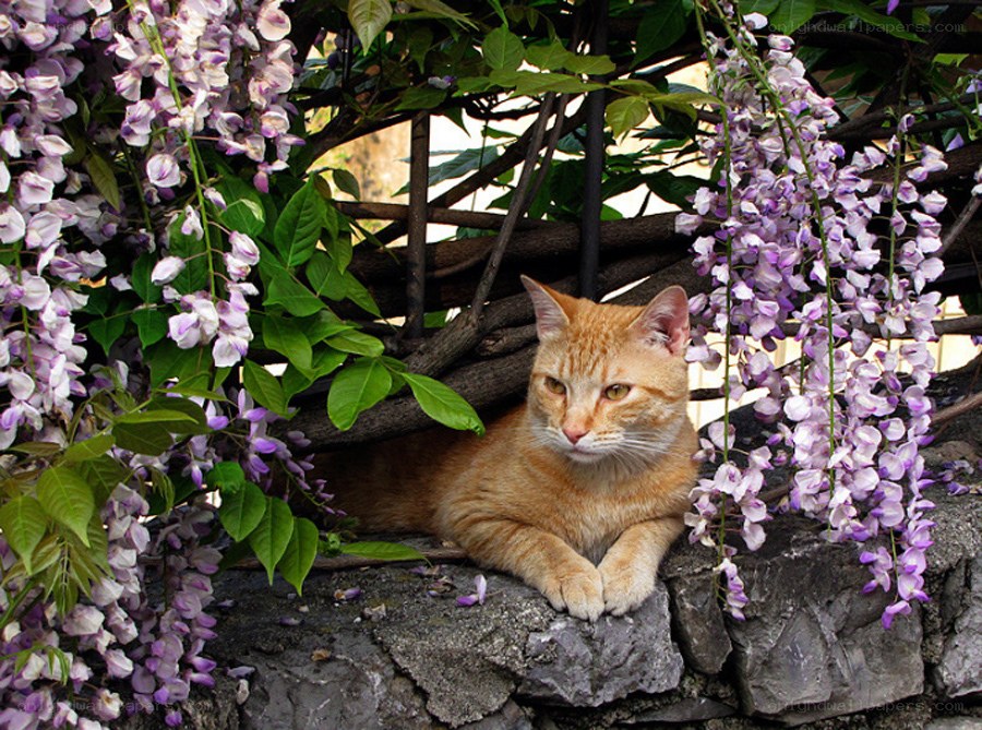 Cat under wisteria flowers