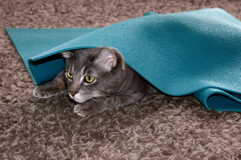 cat under yoga mat