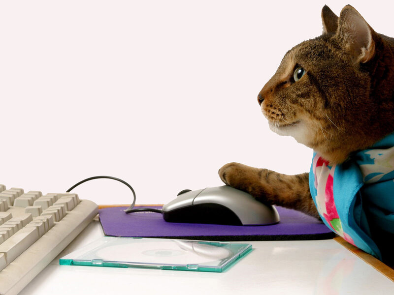 Cat Using Computer Mouse — Brown, Calm