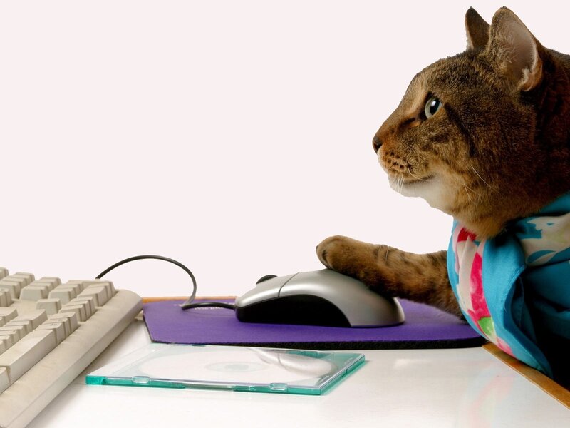 cat using computer mouse