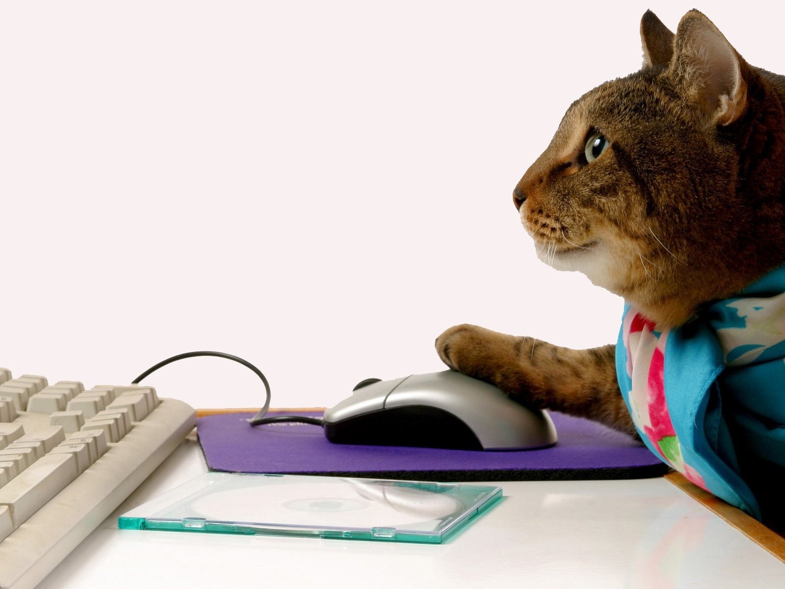 cat using computer mouse