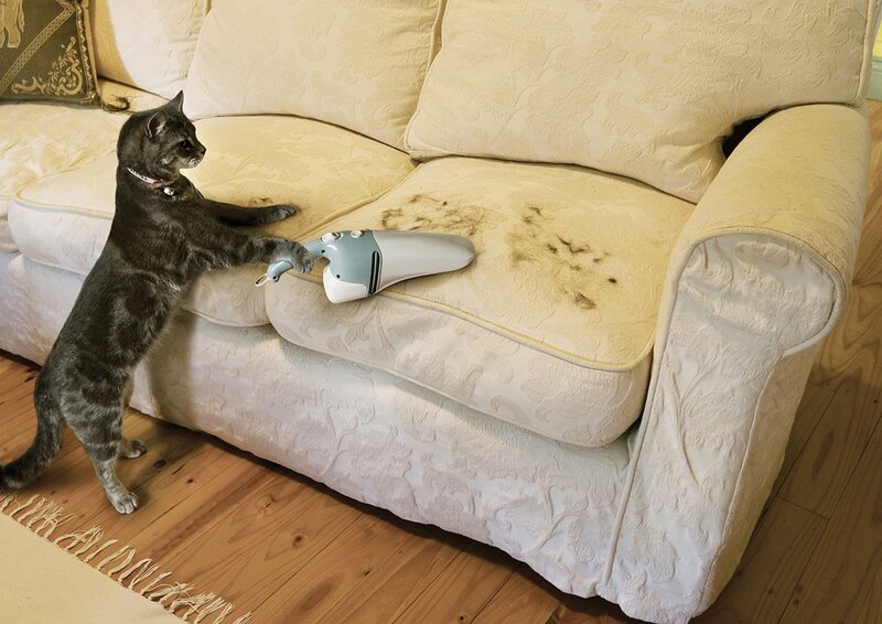 Cat using handheld vacuum