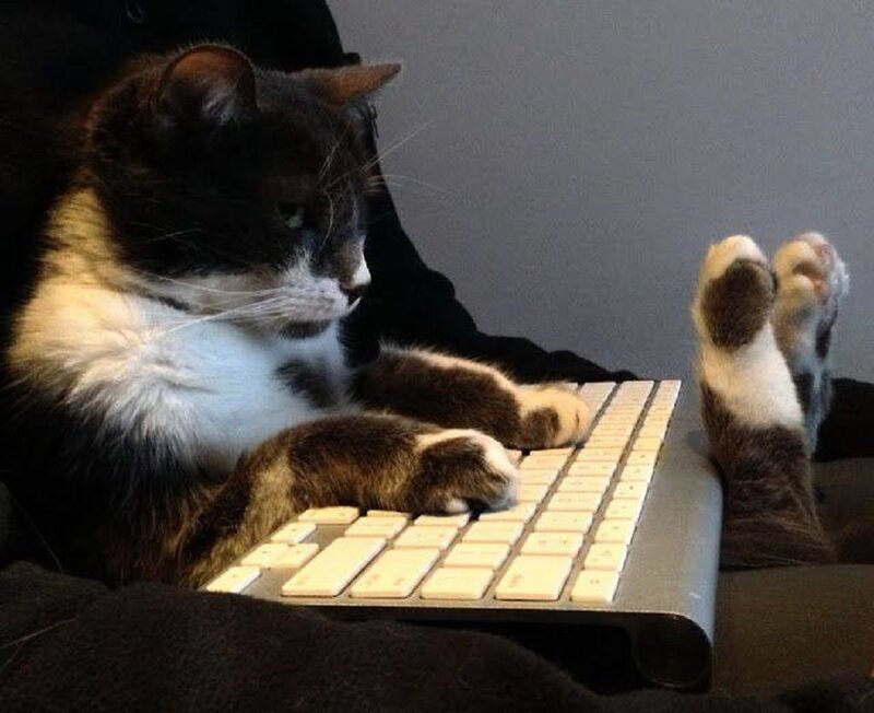 Cat Using Keyboard