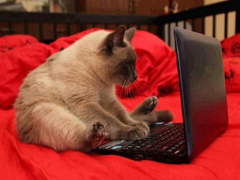 Cat Using Laptop