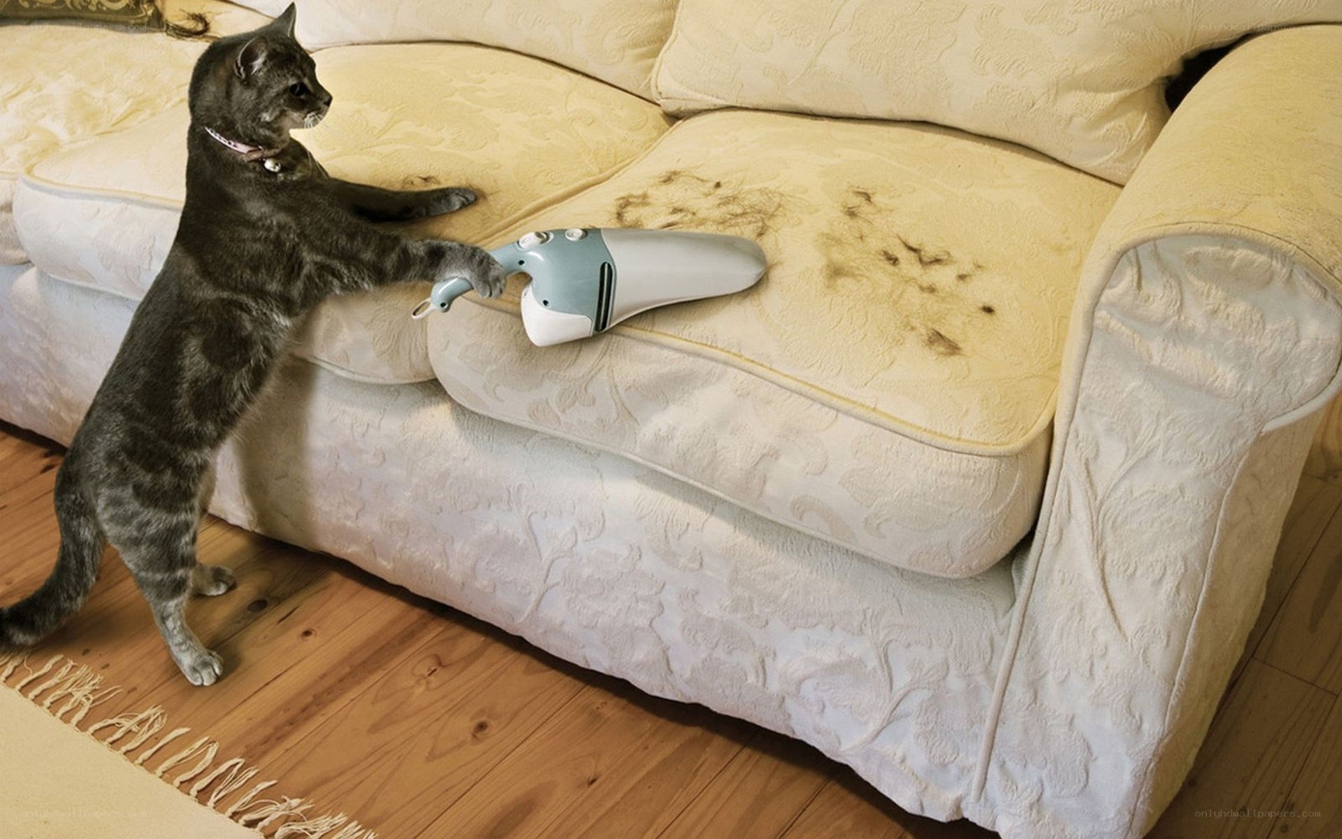 cat using vacuum cleaner