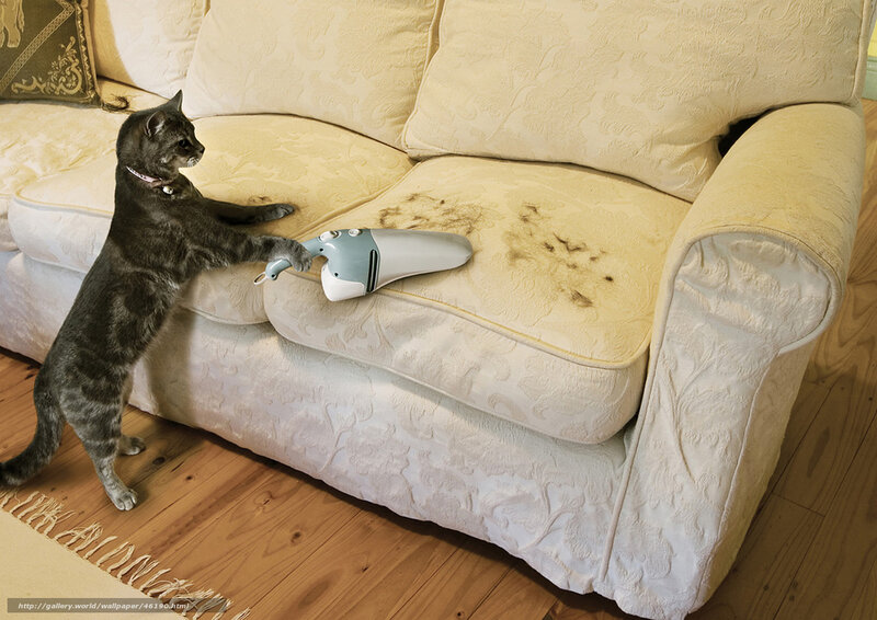 cat using vacuum cleaner
