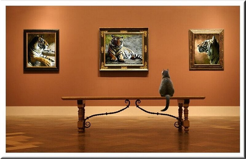 cat viewing tiger paintings
