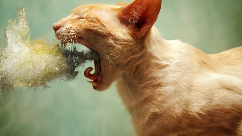 cat vomiting yellow substance