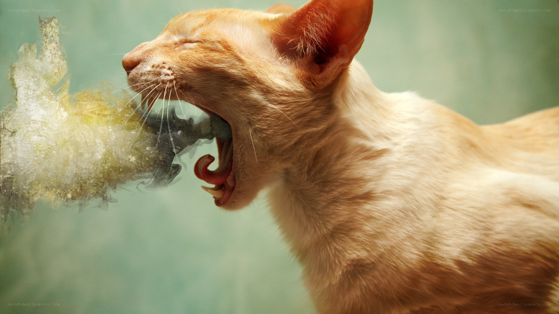 cat vomiting yellow substance