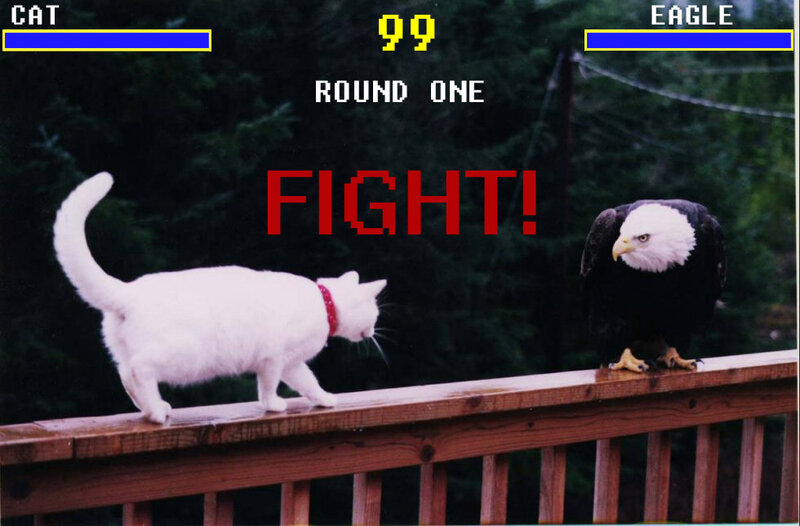 cat vs eagle fight