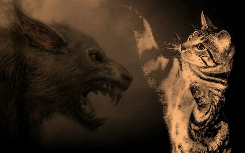 cat vs wolf confrontation