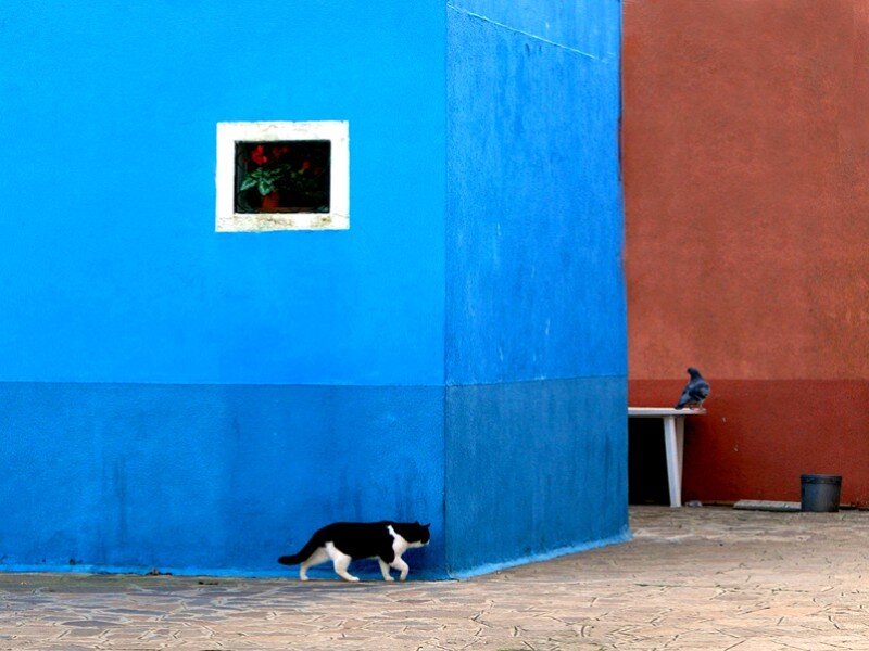 cat walking by blue wall