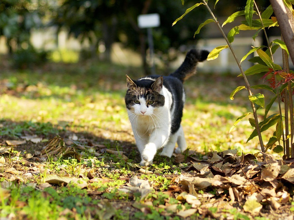 cat walking in a garden