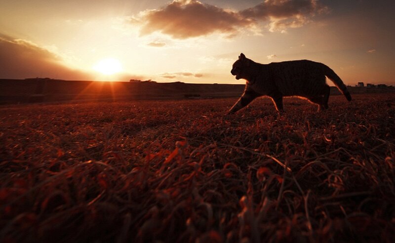 Cat Walking in Field