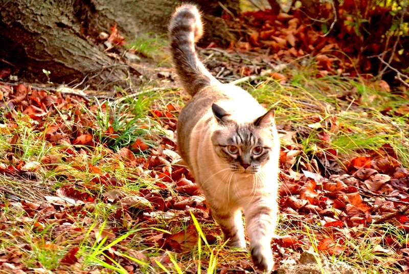 Cat Walking in Leaves