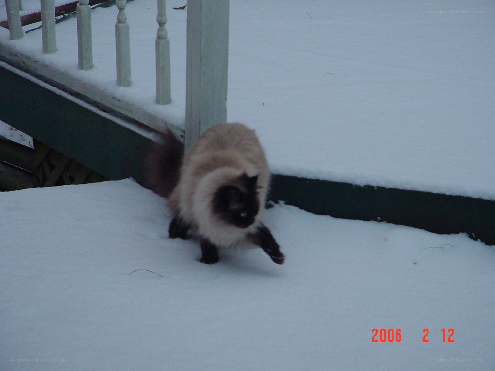 cat walking in snow