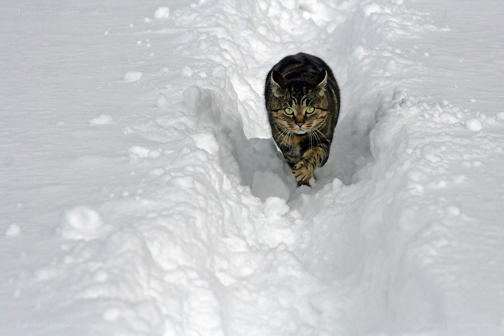 Cat walking in snow tunnel