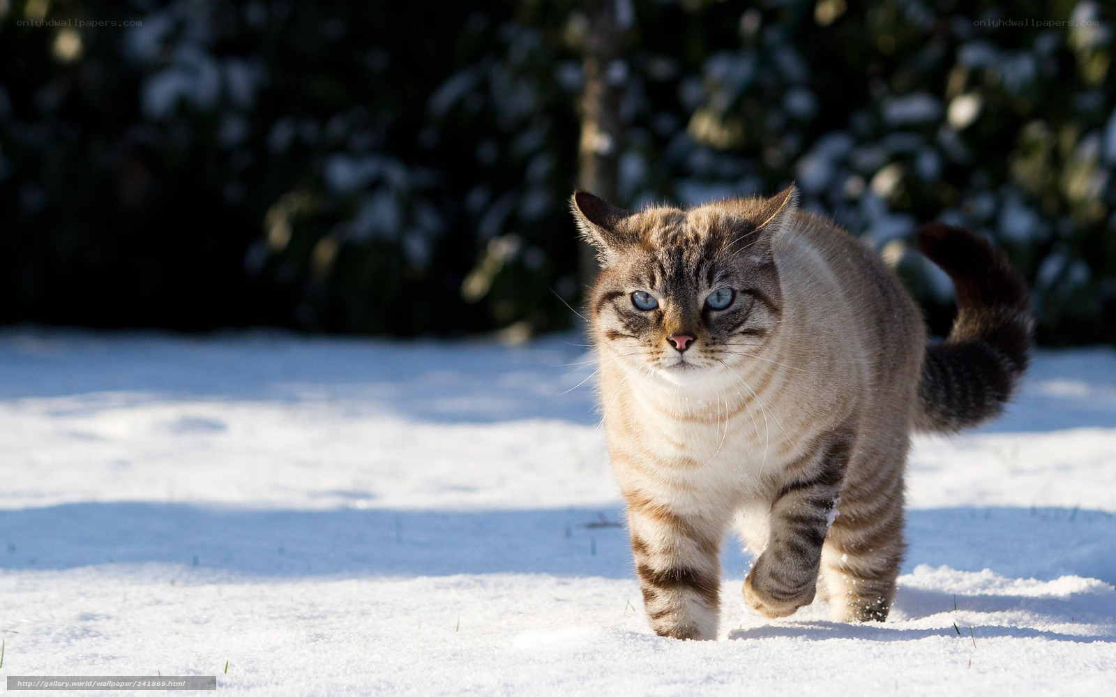 cat walking in the snow