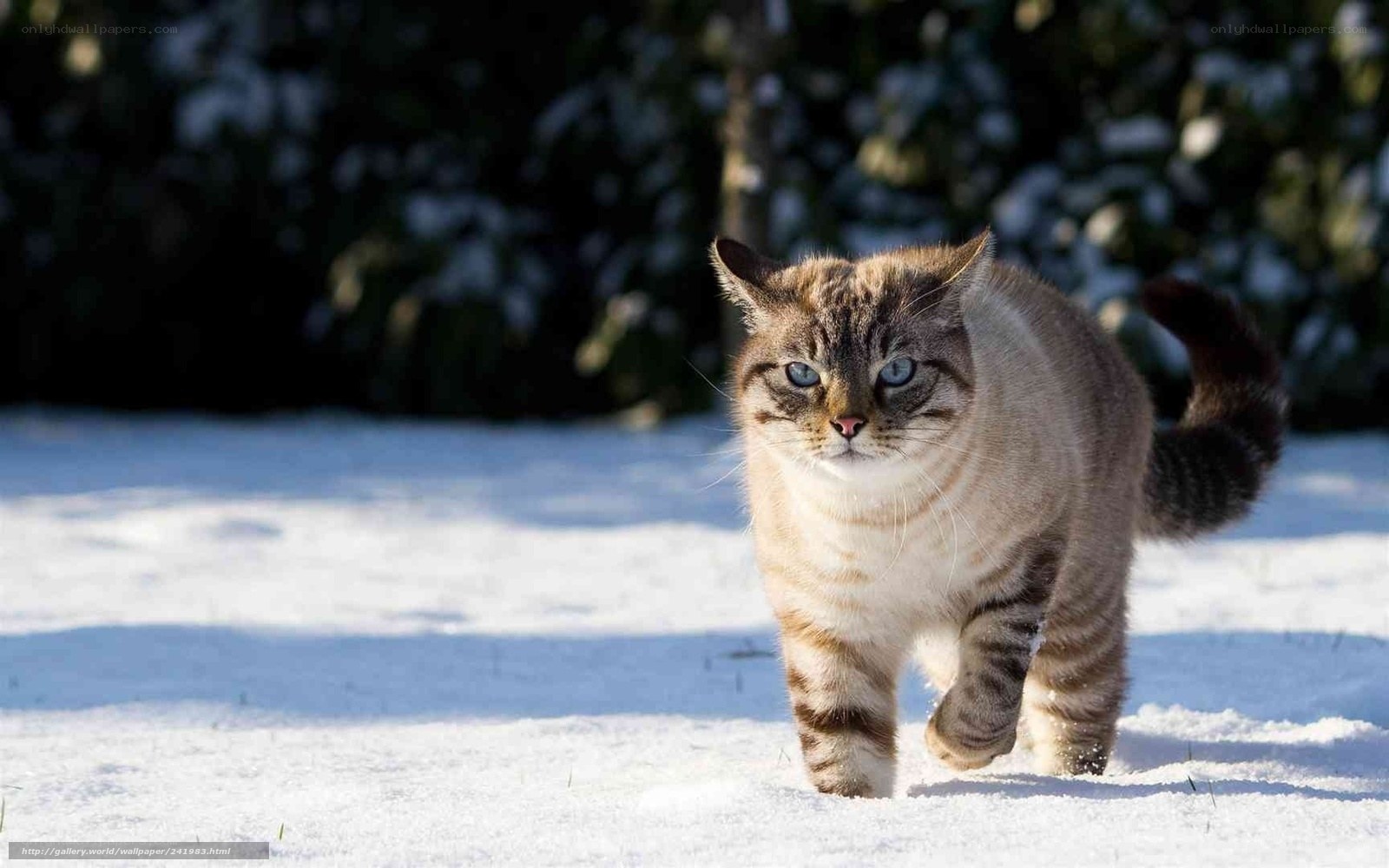 cat walking in the snow