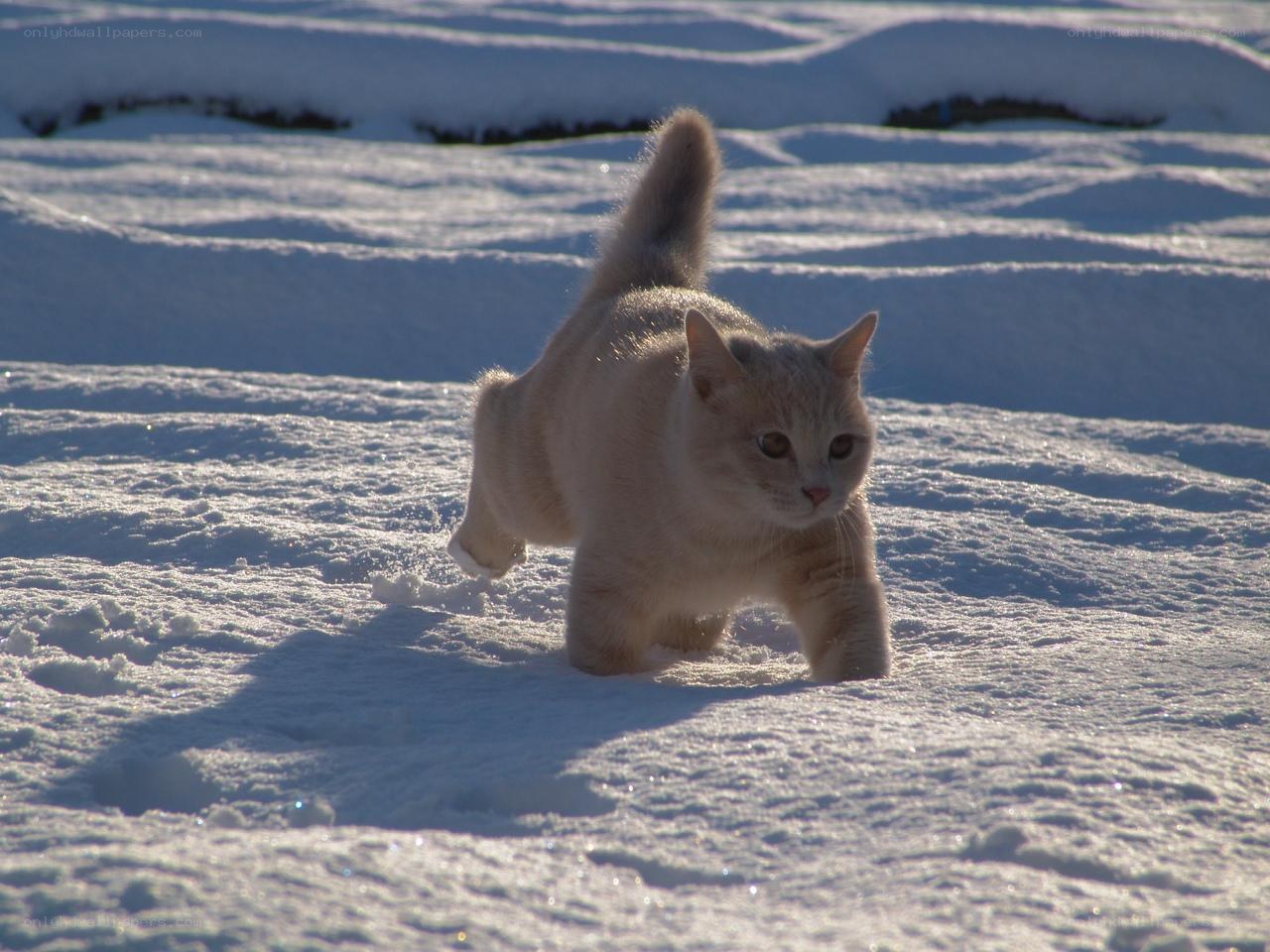 Cat walking in the snow