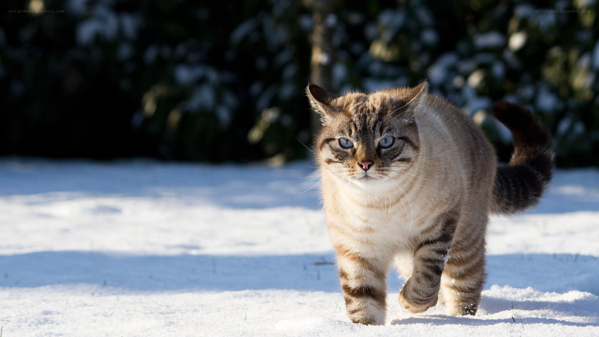 cat walking in the snow