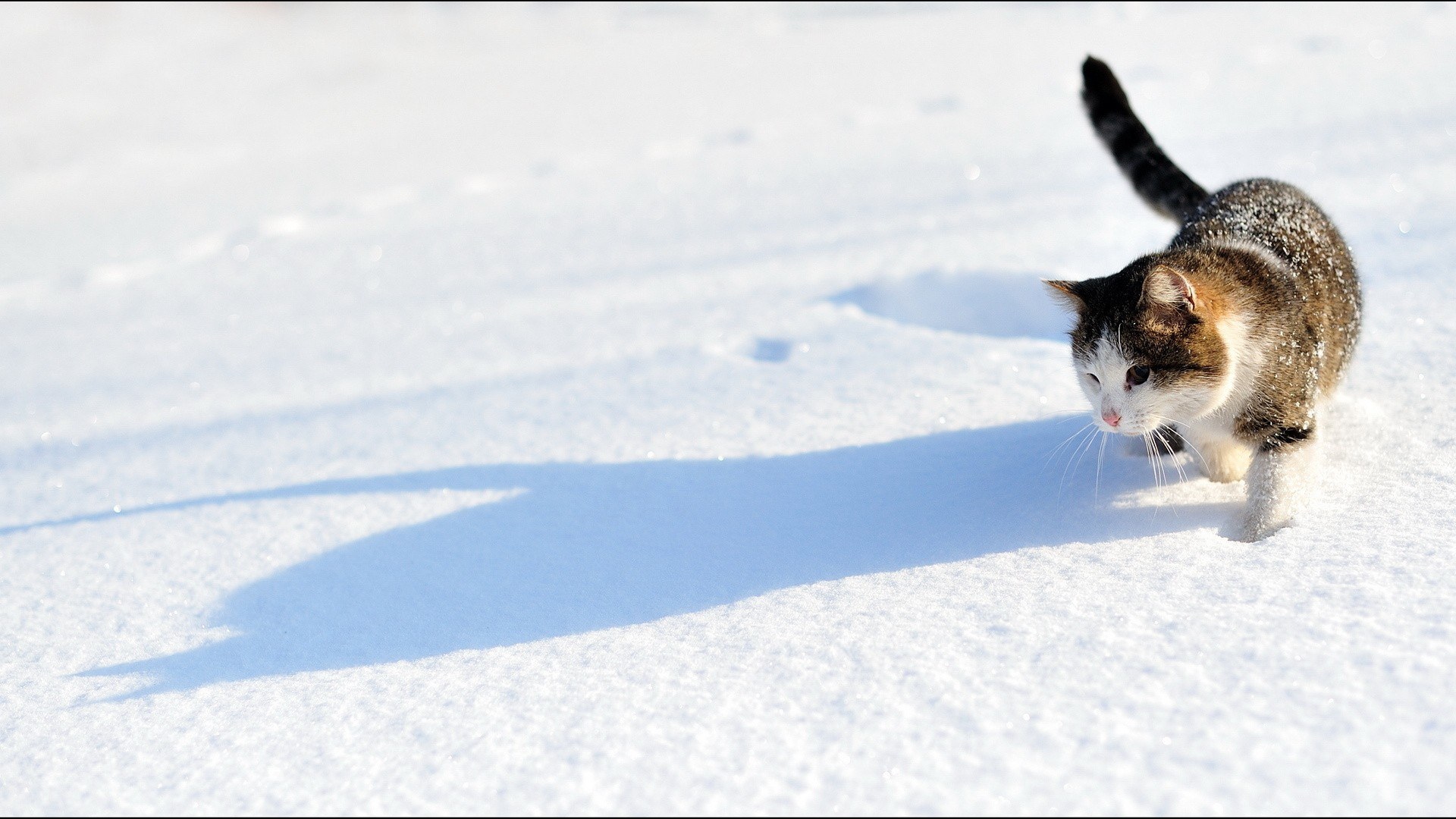 Cat walking in the snow