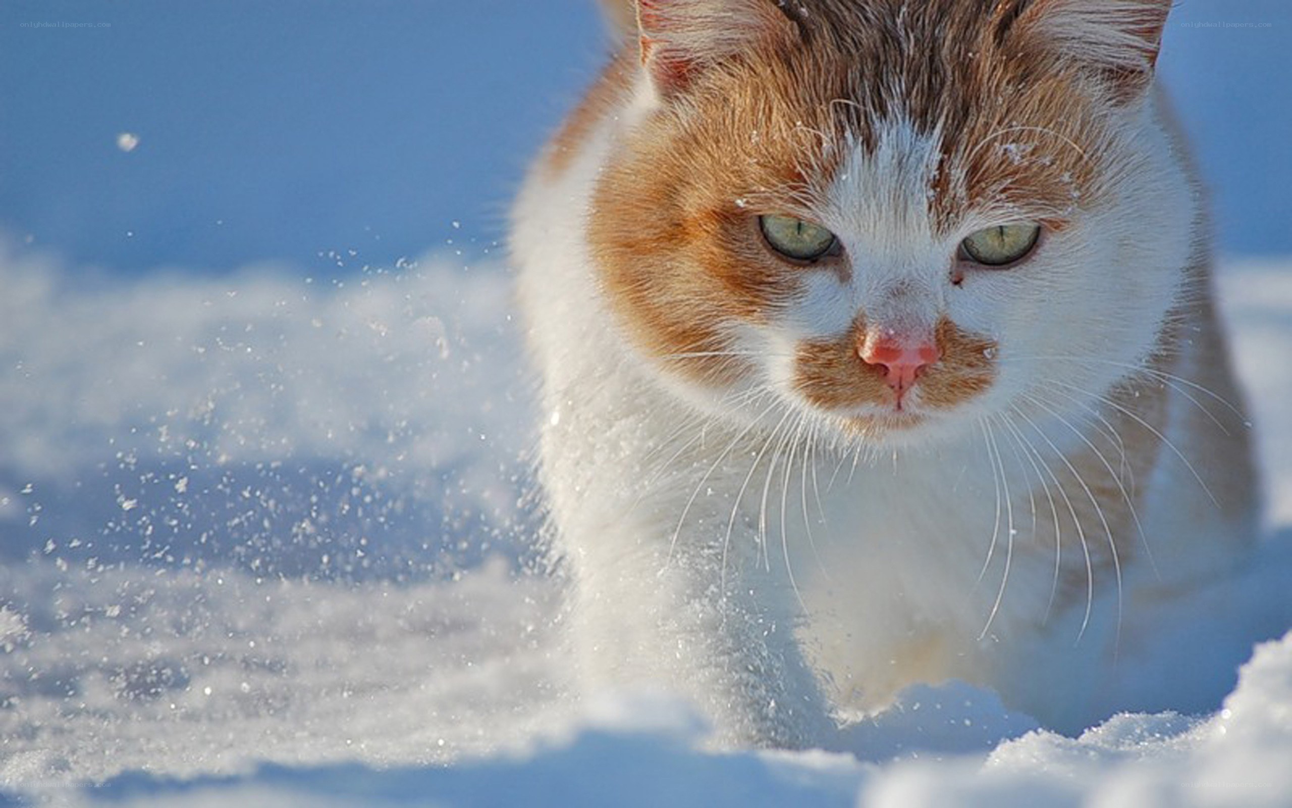 cat walking in the snow