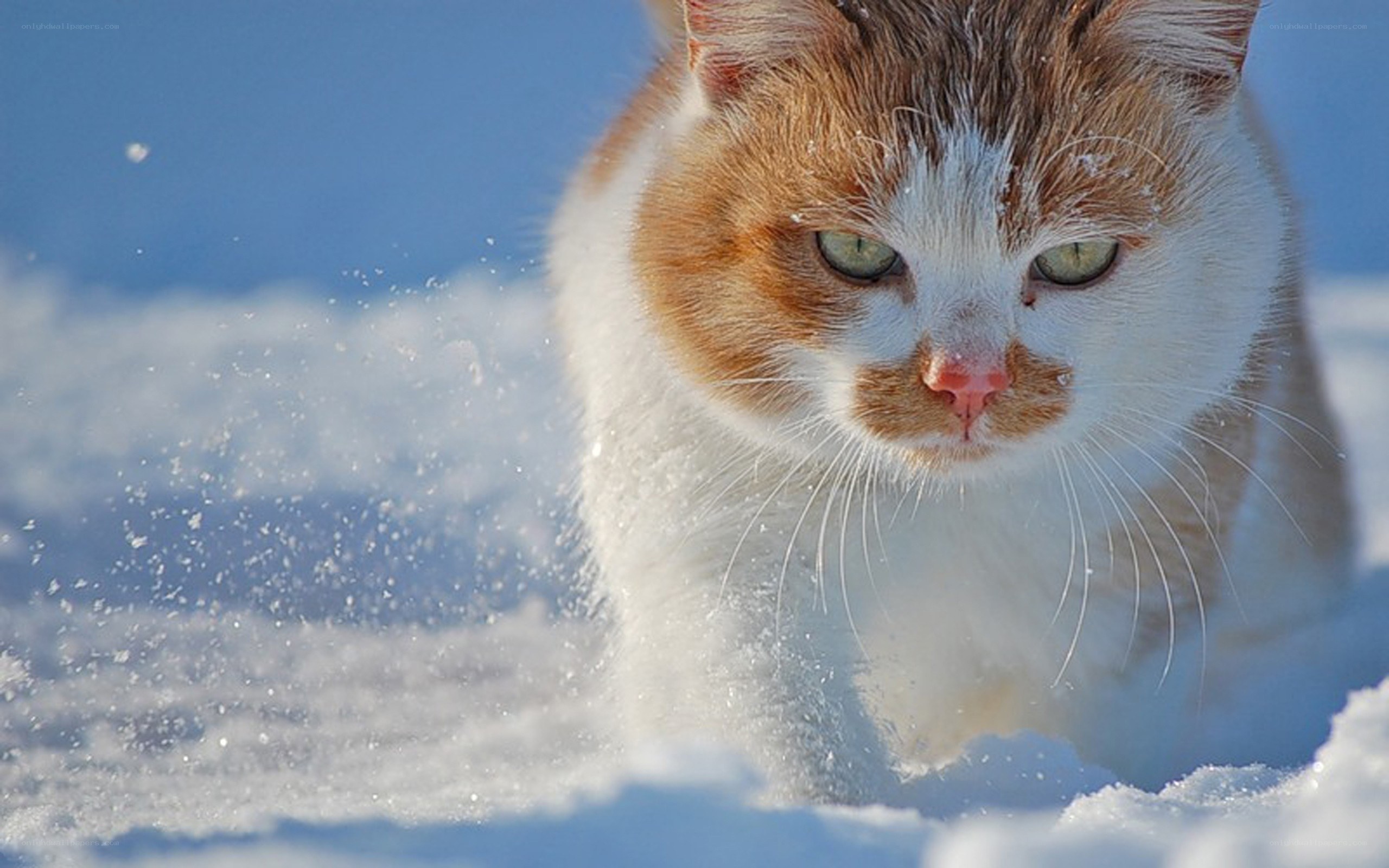 cat walking in the snow