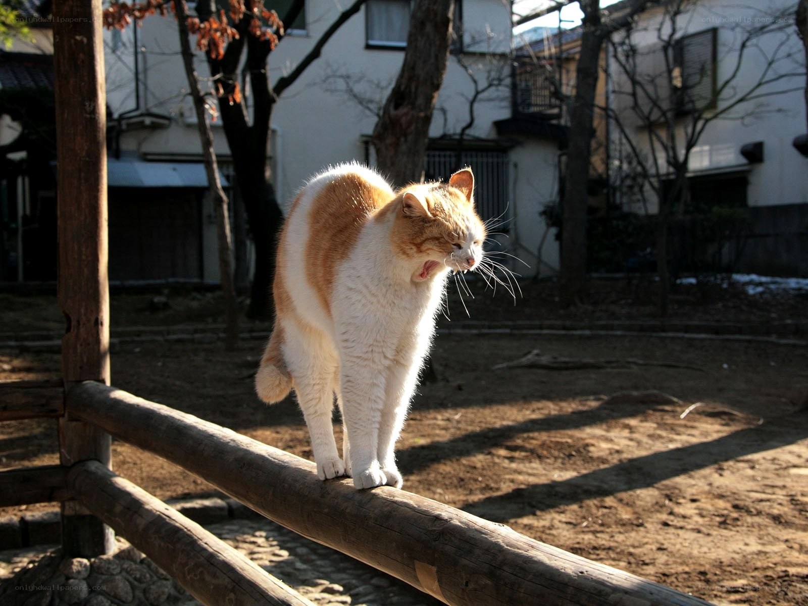 Cat walking on a fence