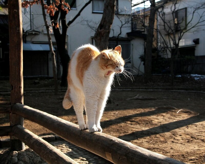 cat walking on a fence