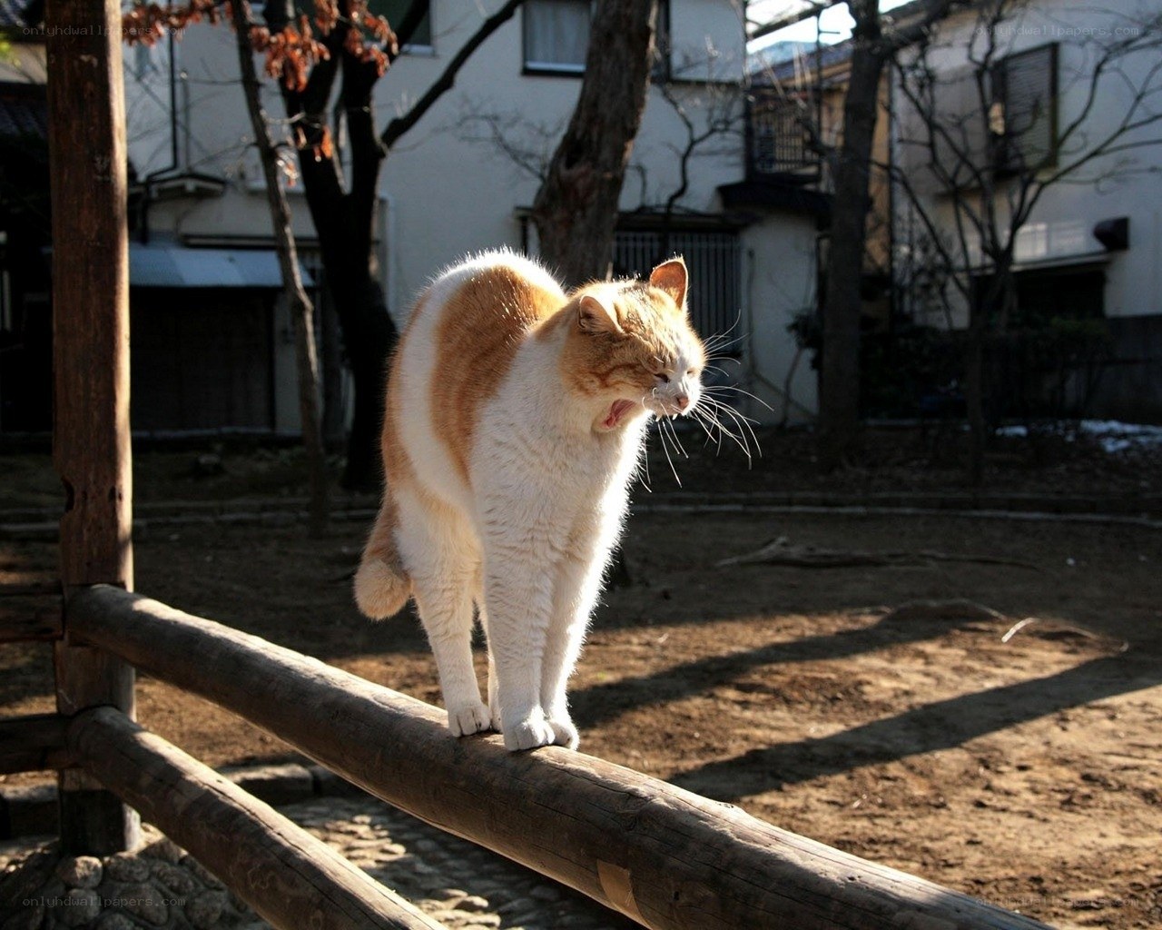 cat walking on a fence