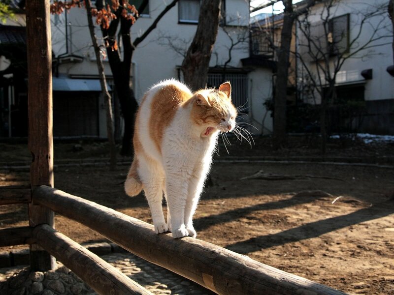 cat walking on a fence
