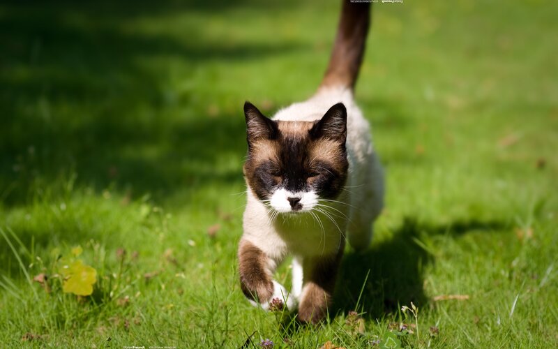 cat walking on grass