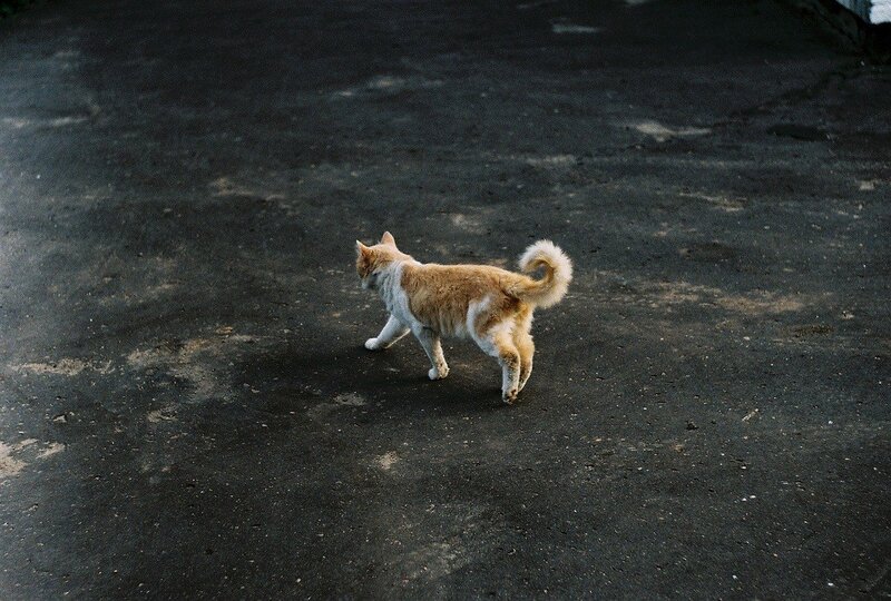 cat walking on pavement