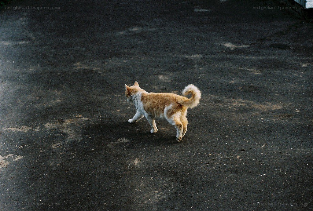 cat walking on pavement