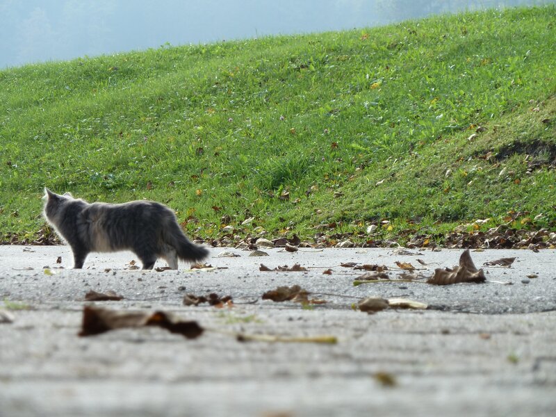 cat walking on pavement