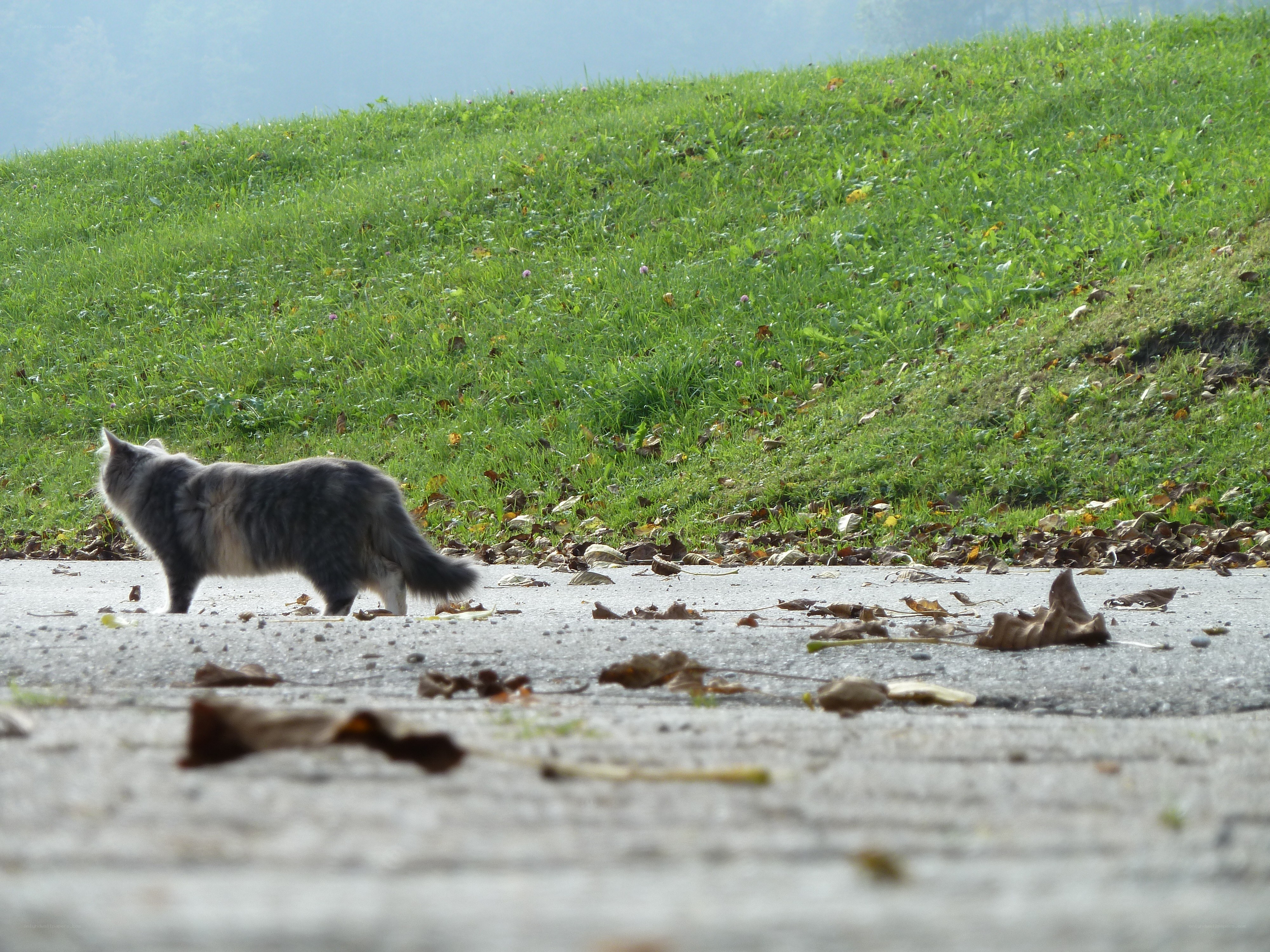 cat walking on pavement