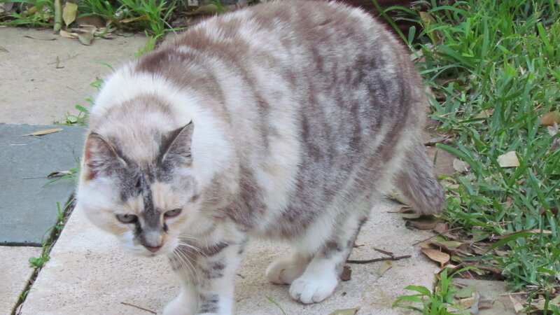 cat walking on pavement