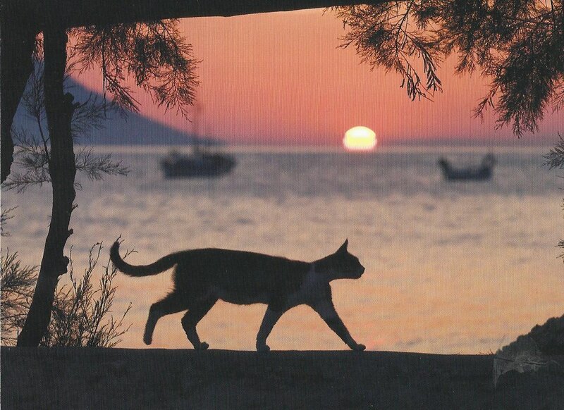 Cat Walking on Shore