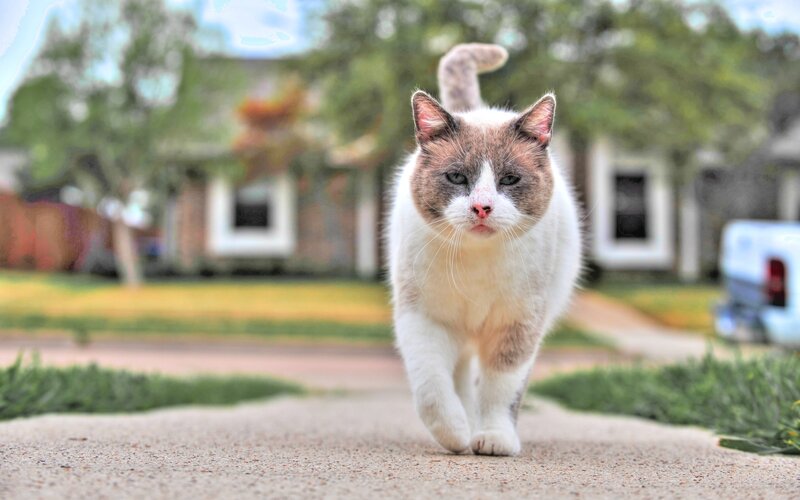 Cat Walking on Sidewalk — White