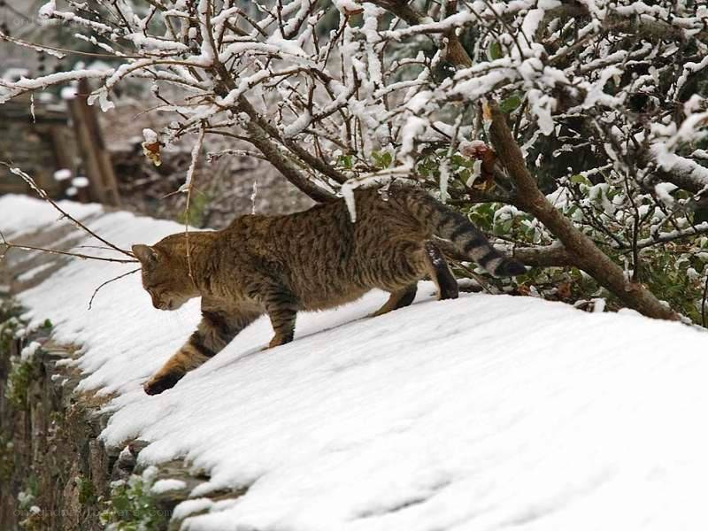 cat walking on snow-covered wall