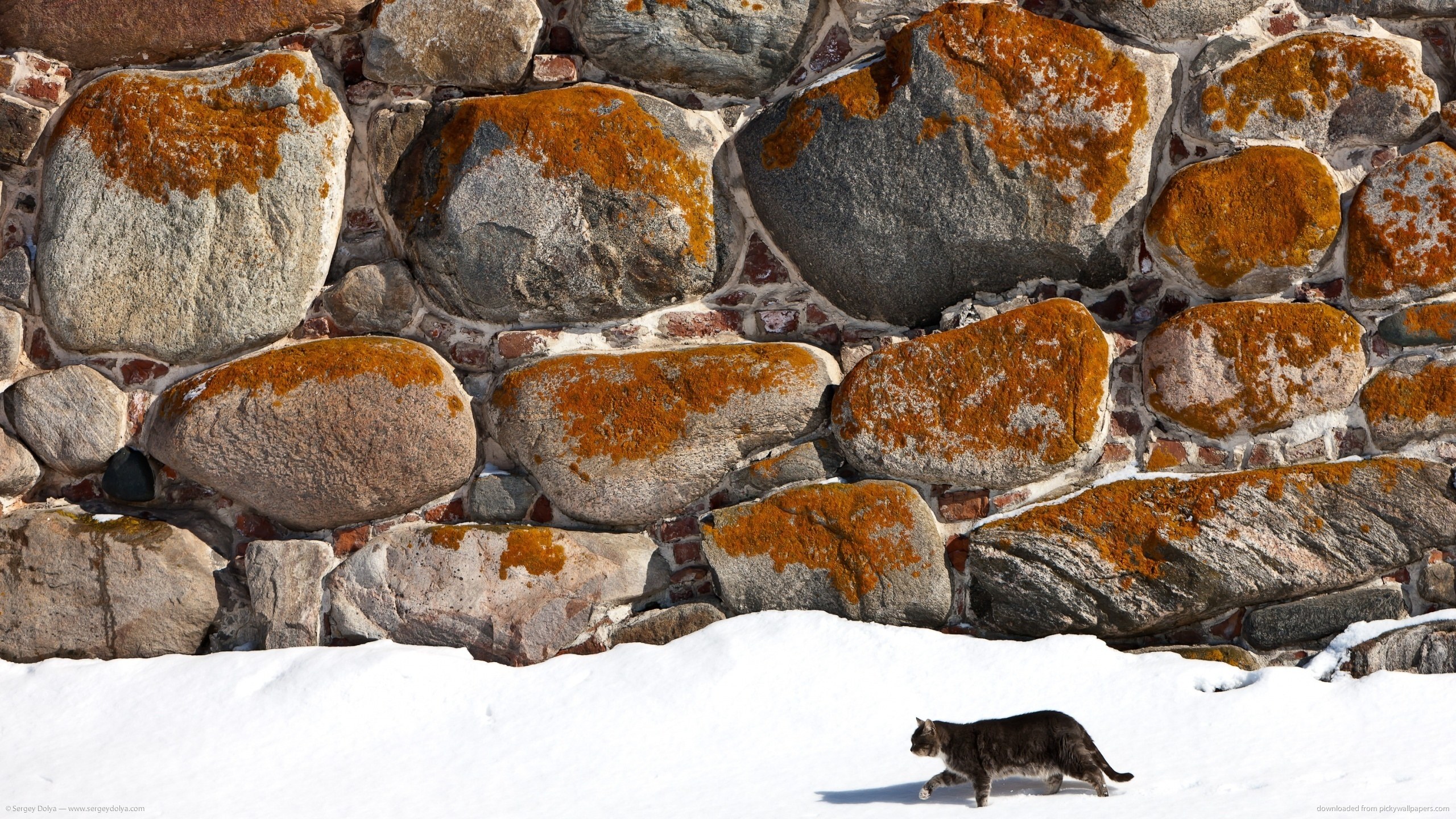 cat walking on snow